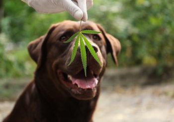 CBD dog treats
