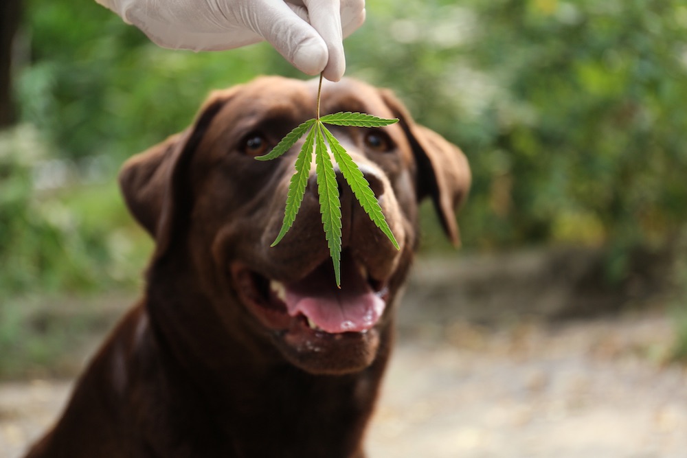 Explore the latest collection of the best CBD dog treats