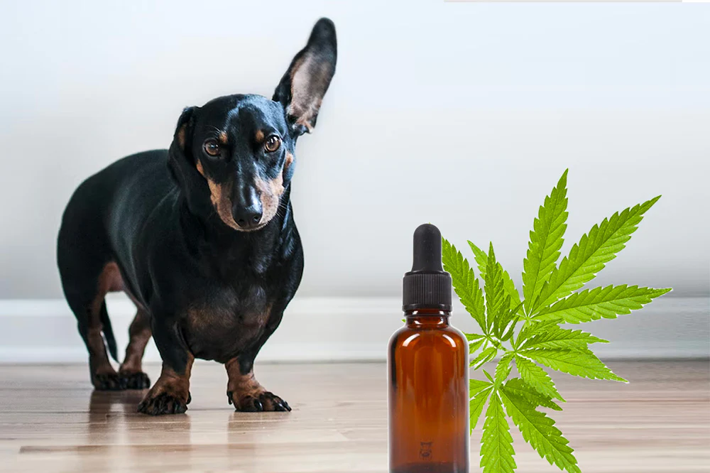 Exploring the Benefits of CBD Drops for Your Dogs